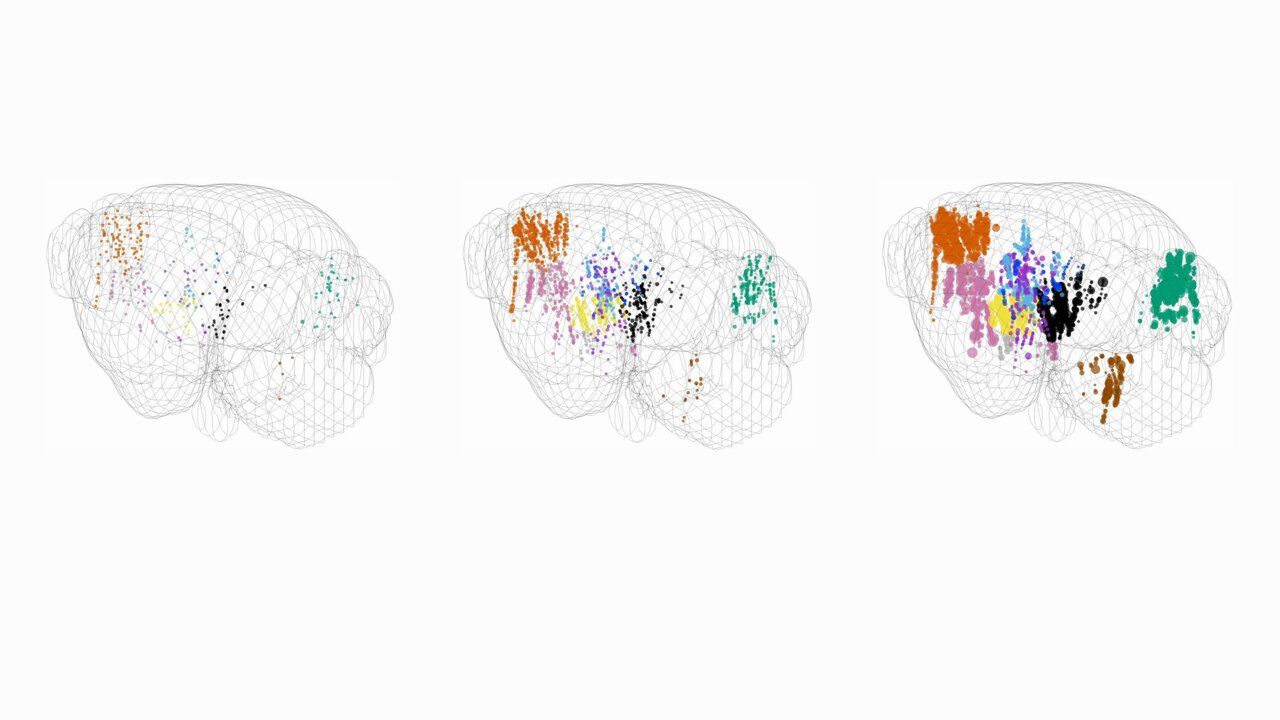 Neuroscientists Map Brain-Wide Decision-Making Process in Mice