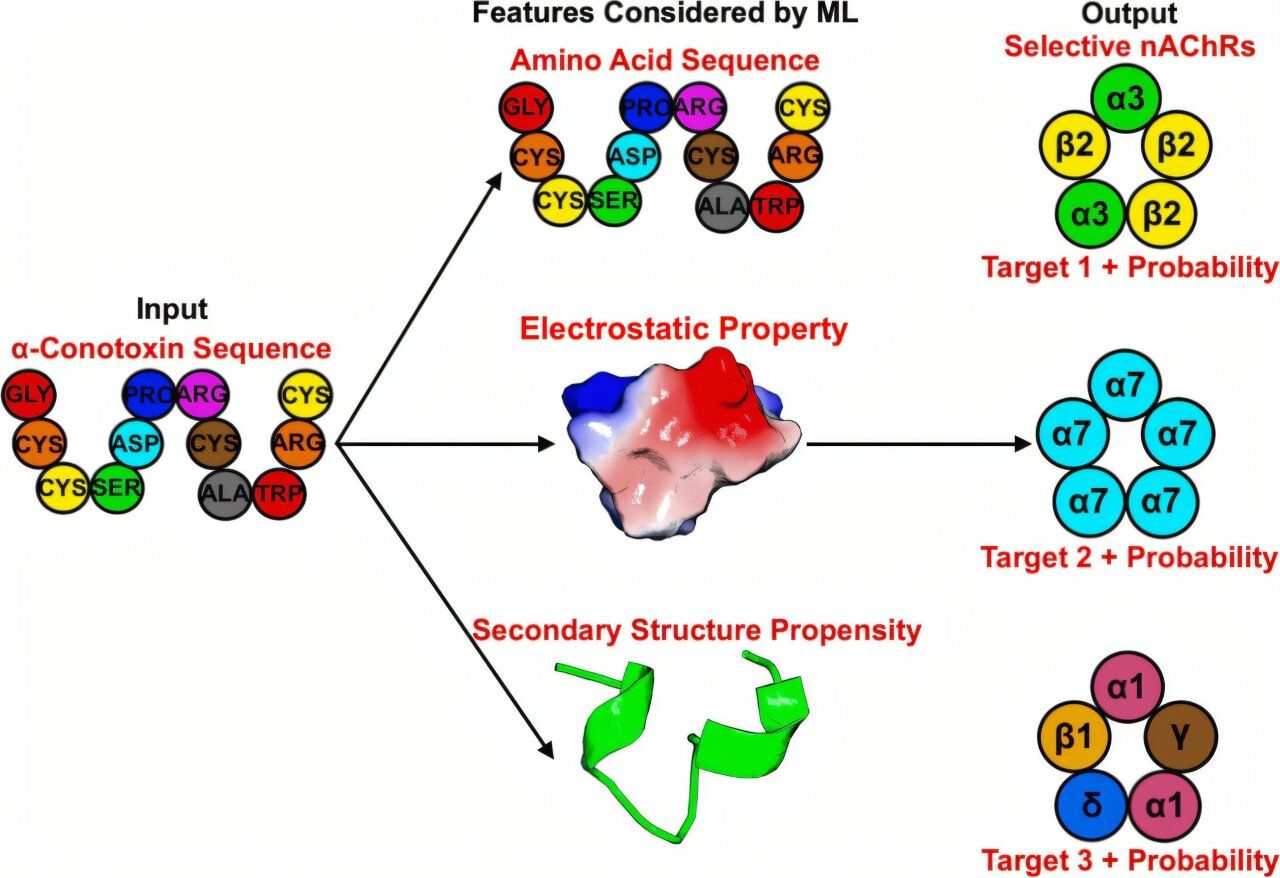 Conomode AI Model Predicts Deadly Cone Snail Toxin Binding, Paving Way for Anti ...