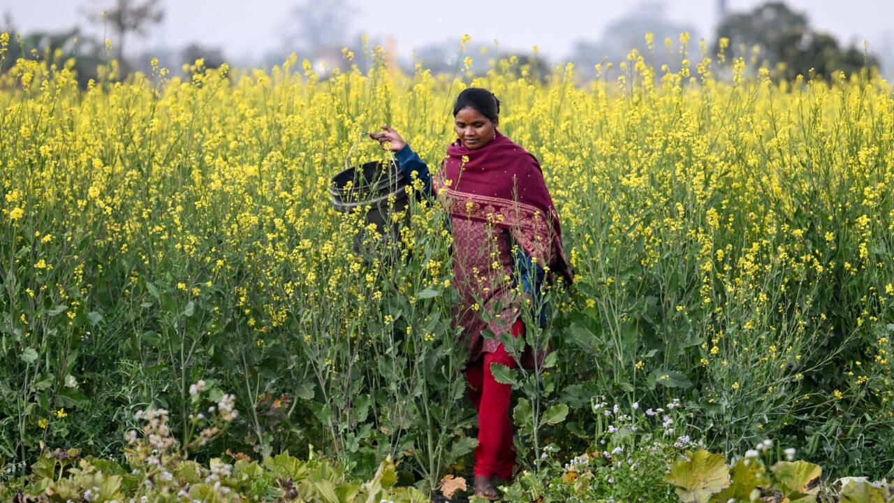 Rural India Powers Global AI Models via Data Labelling